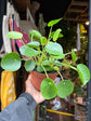 Pilea Peperomioides | Chinese Money Plant | 13cm pot
