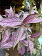 Strobilanthes | 12cm pot