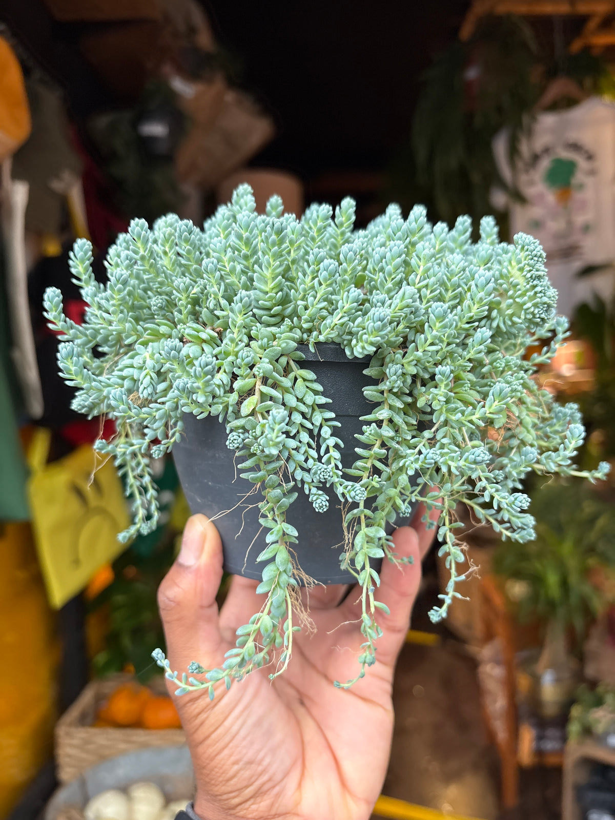 Sedum dasyphyllum &