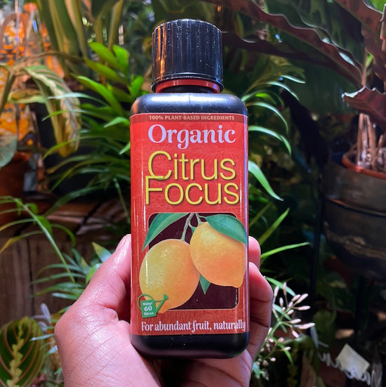 Bottle of “Organic Citrus Focus” in Urban Tropicana&