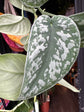 Scindapsus Pictus Trebie | 15cm Hanging pot