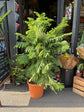 Araucaria Heterophylla | Norfolk Island Pine | 29cm pot