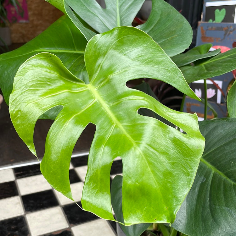 A Monstera Deliciosa plant, also know as a Swiss Cheese plant, in front of Urban Tropicana&