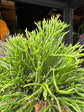 Rhipsalis Hatiora salicornioides | 12cm pot