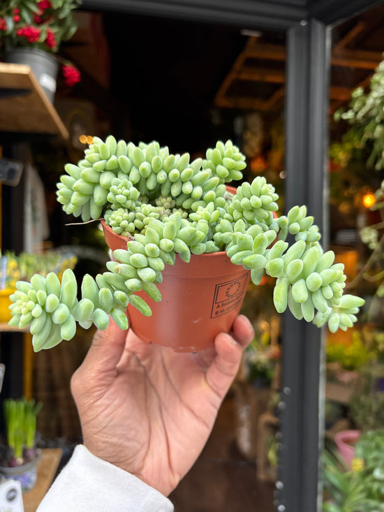 Sedum Burrito | 10cm pot