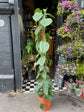 A Philodendron Scandens also known as a Heart Leaf Philodendron in front of Urban Tropicana’s store in Chiswick, London