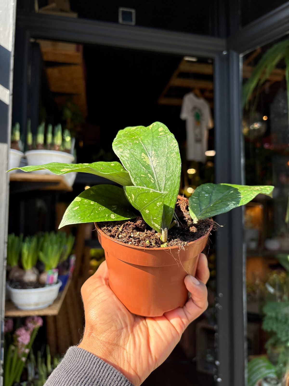 Hoya Sp Gayo | 10.5cm pot