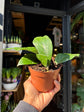 Hoya Sp Gayo | 10.5cm pot
