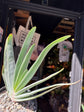 Aloe Plicatilis | 13cm pot