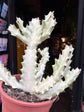 Euphorbia Lactea White Ghost | 17cm pot