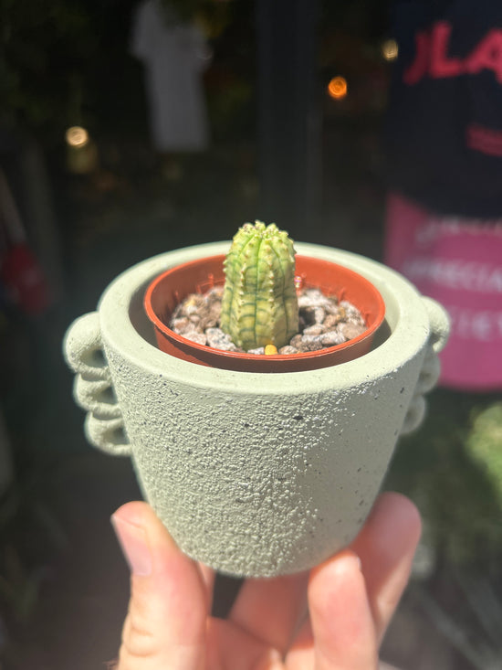 Euphoria obesa Variegata