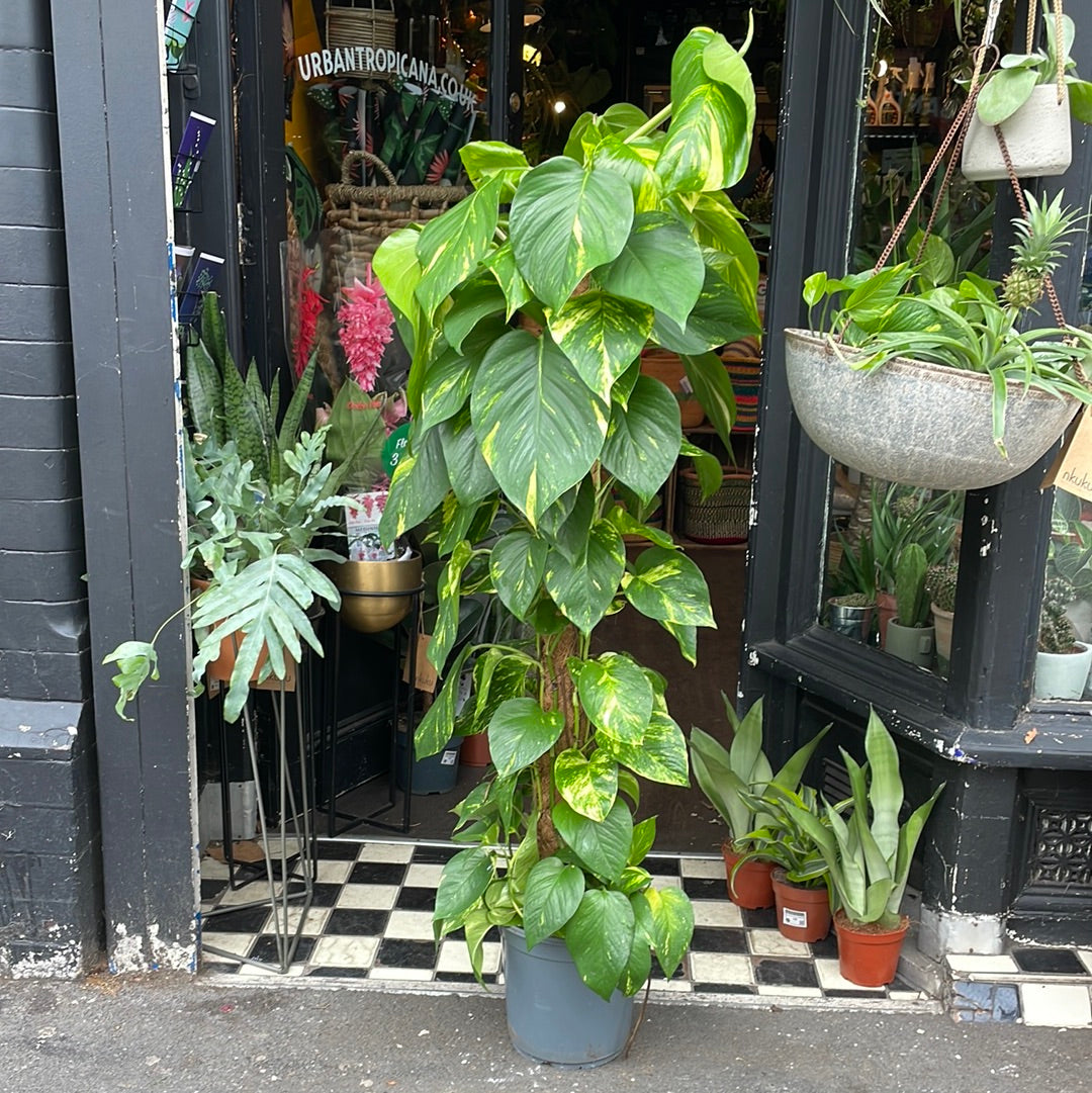 A Epipremnum Aureum plant also known as devils ivy with green and yellow variegated leaves on a moss pole in front of Urban Tropicana&