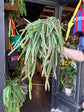 Lepismium Cruciforme | 21cm pot