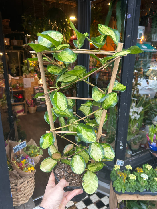 Hoya Australis Lisa | 17cm pot