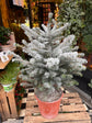 Picea Omorika Xmas Tree | 21cm pot
