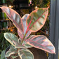 A Ficus Belize plant also known as a rubber plant in front of Urban Tropicana&