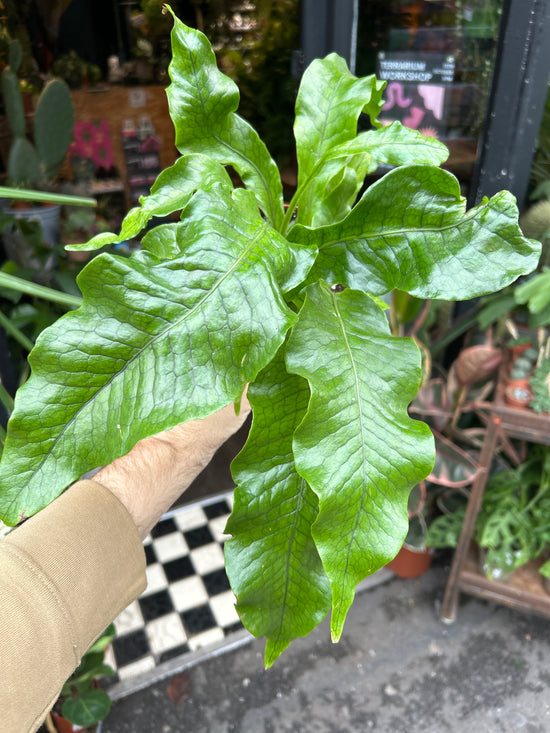 Microsorum Crocodyllus | 12cm pot