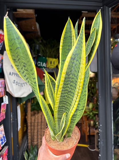 Sansevieria Laurentii | Snake Plant | 14cm pot