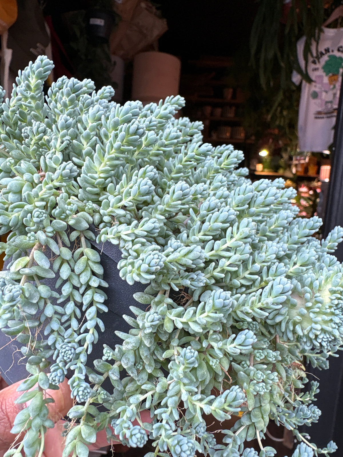 Sedum dasyphyllum &