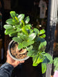 Ficus Ginseng | 12cm ceramic decorative pot