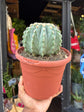 Ferocactus Glaucescens Inermis | 17cm pot