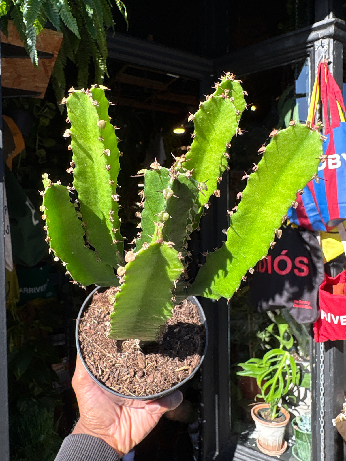 Euphorbia Candelabrum | 12cm pot