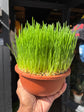 Cat grass | 16cm pot