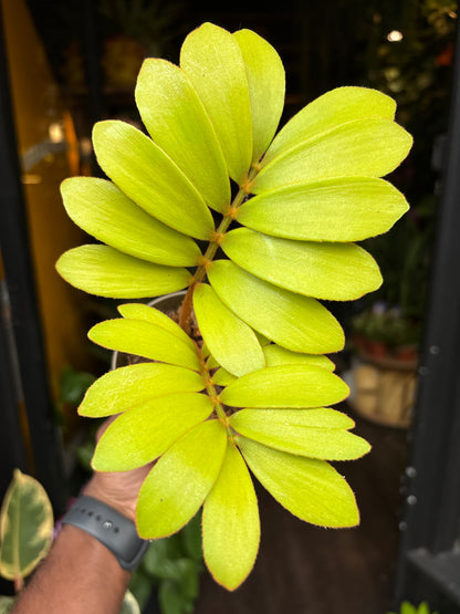 Zamia Furfuracea | 8.5cm pot