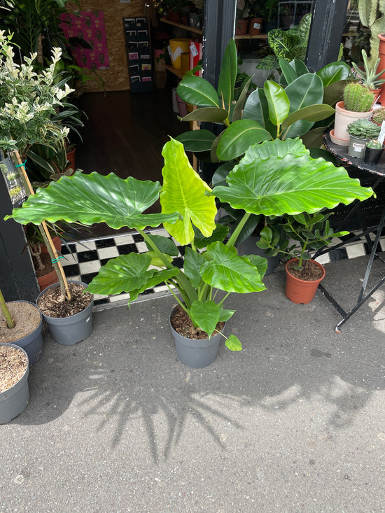 A Alocasia Gageana plant also known as a Dwarf Elephant Ear in front of Urban Tropicana&