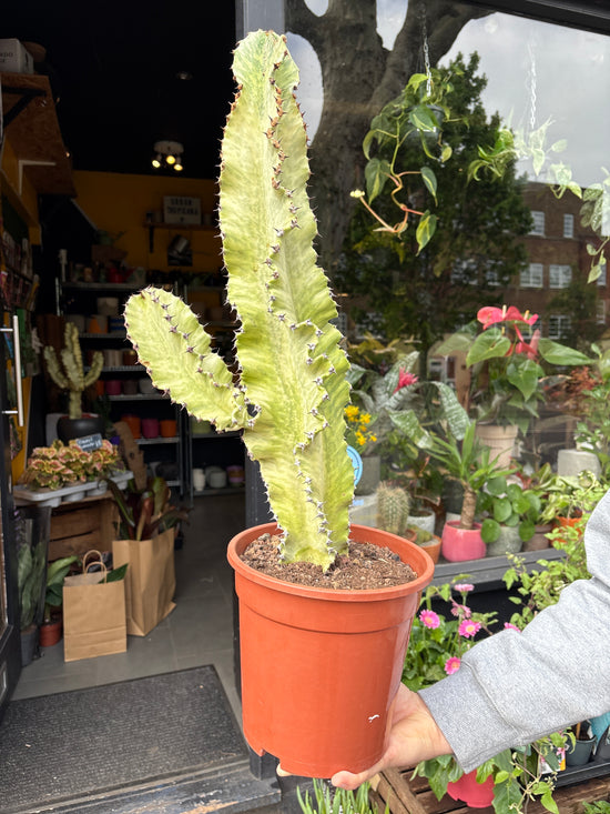 An Euphorbia Erytrea Variegata plant in front of Urban Tropicana&
