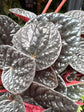 Peperomia Chocolate | 12cm pot