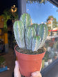 Polaskia Chichipe | 12cm pot