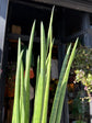 Sansevieria Cylindrica | 12cm pot
