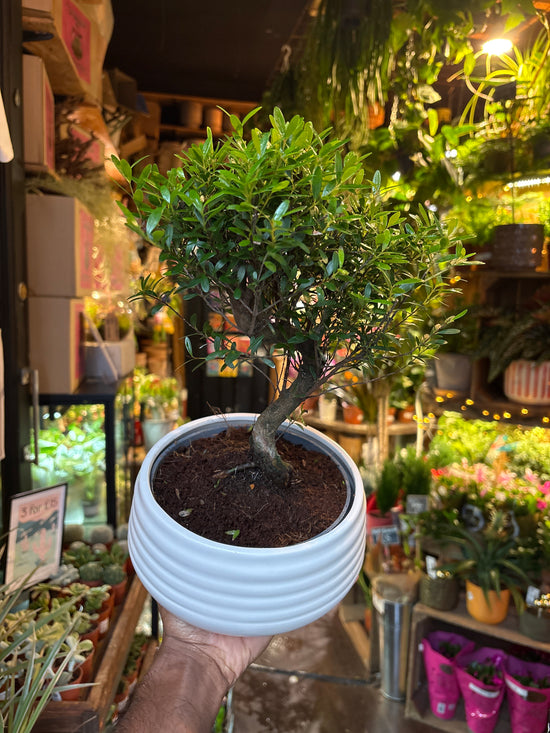 Bonsai Syzygium | 19cm white ceramic pot
