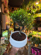 Bonsai Syzygium | 19cm white ceramic pot