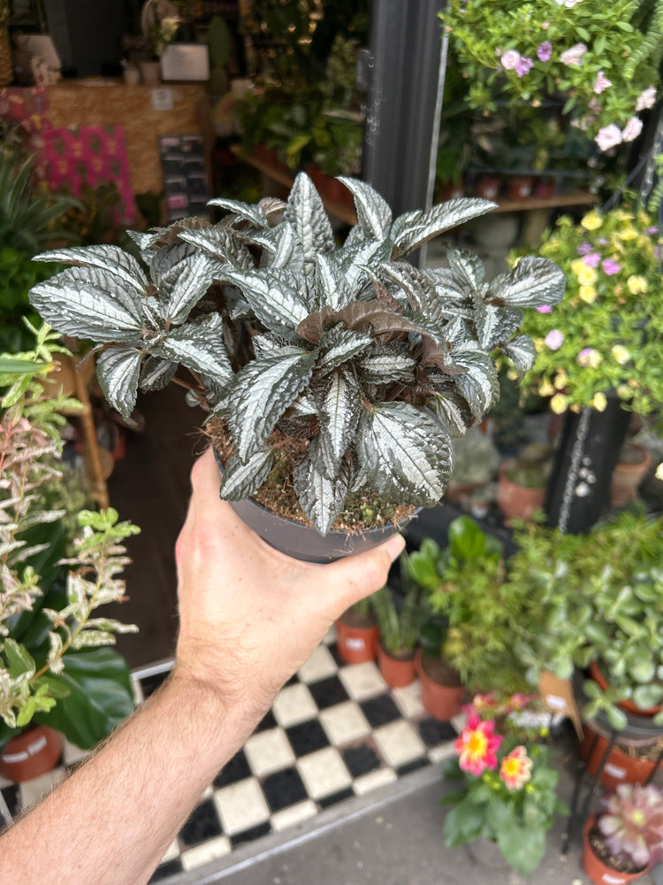 A Pilea Silver Tree plant also known as a Pilea Cadierei Minima plant in front of Urban Tropicana&