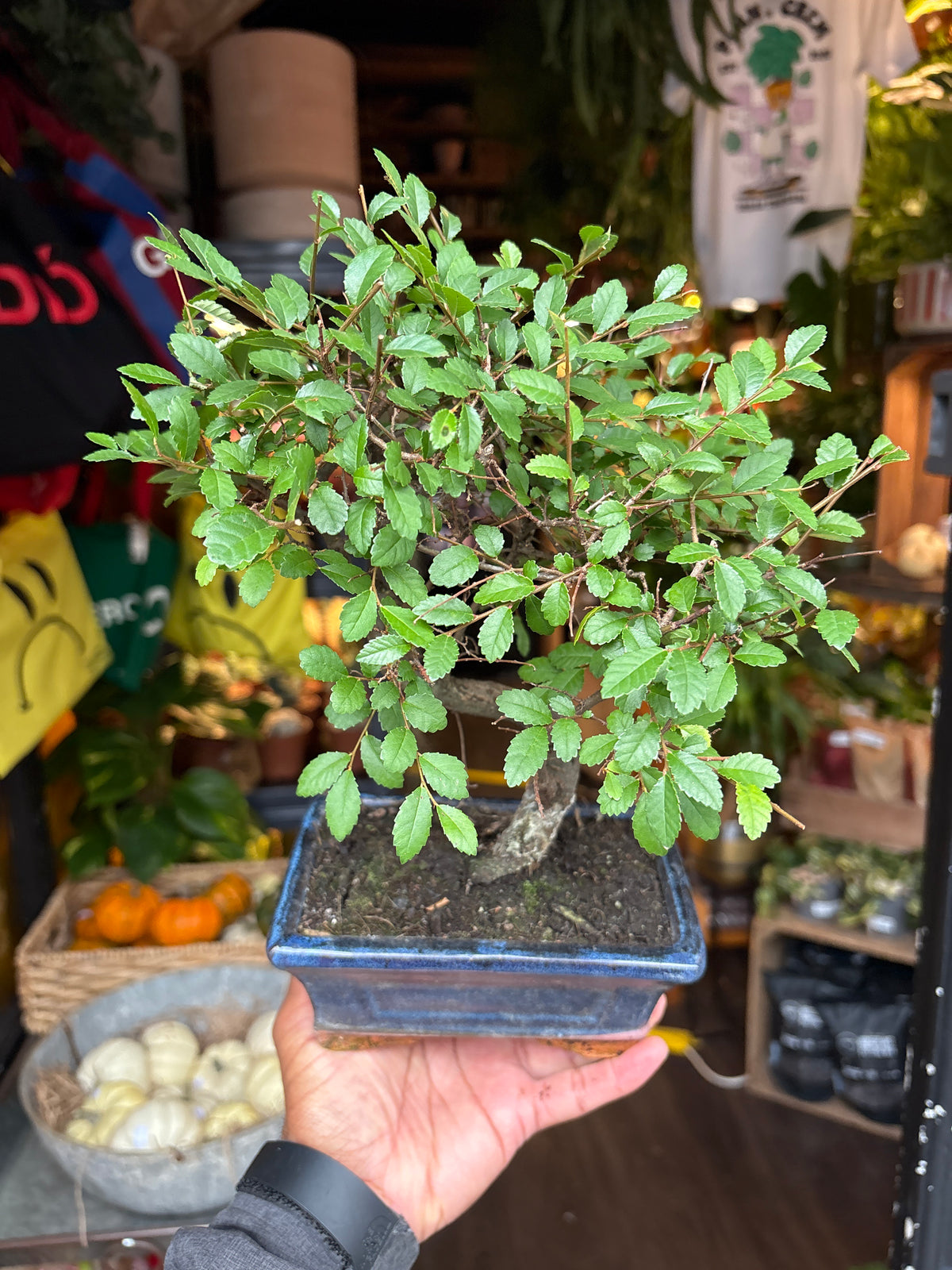 Bonsai Zelkova | 15cm blue ceramic pot
