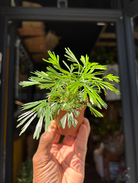 Actiniopteris australis | 5.5cm pot