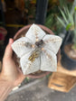 Astrophytum (A) | 15cm pot