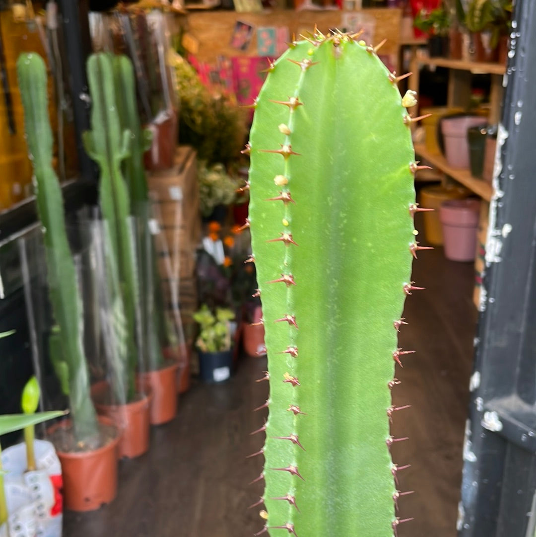 A Euphorbia Acrurensis plant also known as a Desert Candle Cactus in front of Urban Tropicana&