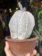 Astrophytum (A) | 15cm pot