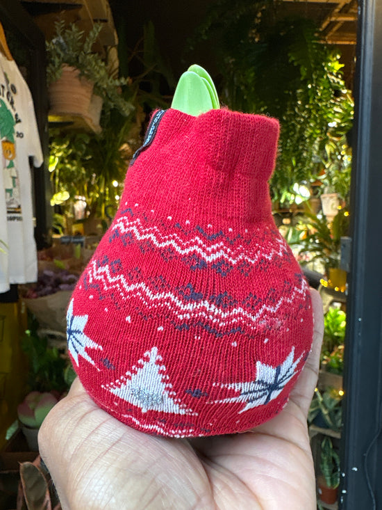 Amaryllis Wax Bulb | Red Jumper