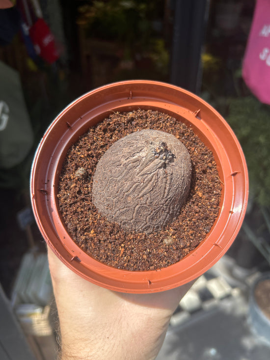 Dioscorea elephantipes |