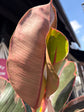 Ficus elastica ‘Belize’ | 24cm pot