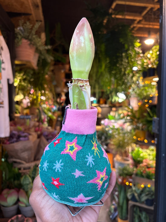 Amaryllis Wax Bulb | Green & Pink Jumper