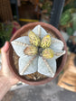 Astrophytum Bishops Mitre (C) | 18cm pot