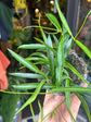 Hoya Longifolia | 9cm pot