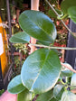 Hoya Australis | 17cm pot
