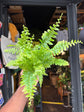 Nephrolepis exaltata &