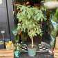 Ficus Benjamina Golden King